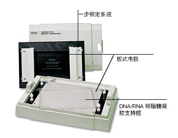 (l)Trans-Blot SDD(zhun)ӡ